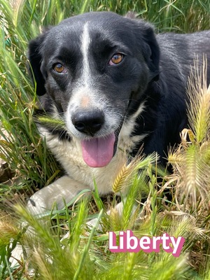 Liberty, Mischling - Hündin