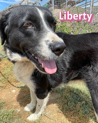 Liberty, Mischling - Hündin