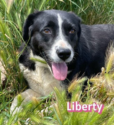 Liberty, Mischling - Hündin