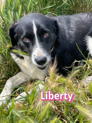 Liberty, Mischling - Hündin