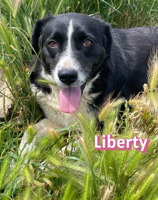 Liberty, Mischling - Hündin