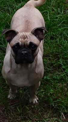 Liebe Ilse sucht neues Zuhause, Mops / Französische Bulldogge - Hündin 1