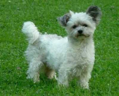 Liebevolle Hündin sucht neues Zuhause*, Klein Mix - Hündin