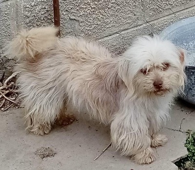 Liesel, Mix - Hündin