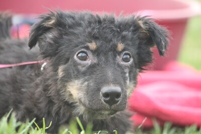 Lifa, Mischling Welpen - Hündin