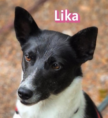 Lika