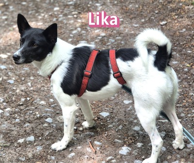 Lika, Laika - Hündin
