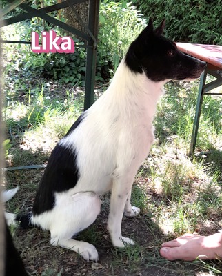 Lika, Laika - Hündin