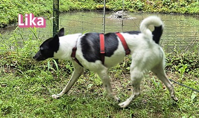 Lika, Laika - Hündin