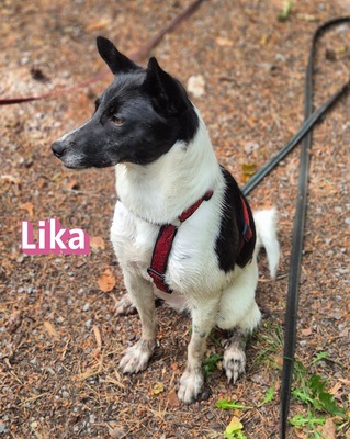 Lika, Laika - Hündin