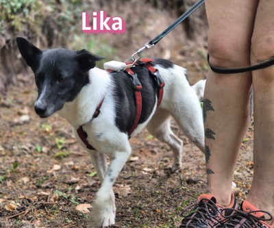 Lika, Laika - Hündin