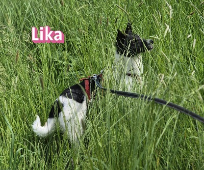 Lika, Laika - Hündin