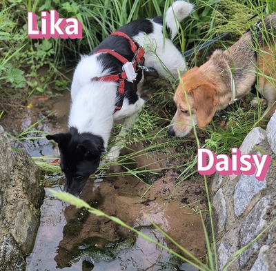 Lika, Laika - Hündin
