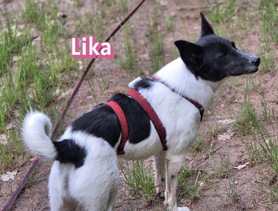 Lika, Laika - Hündin