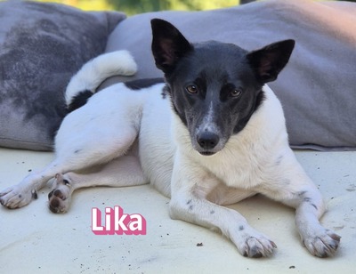 Lika, Laika - Hündin