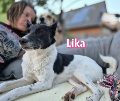 Lika, Laika - Hündin