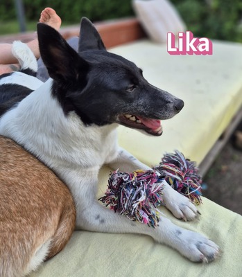 Lika, Laika - Hündin