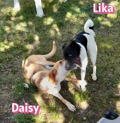 Lika, Laika - Hündin