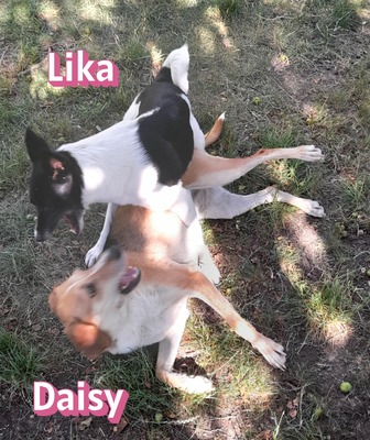Lika, Laika - Hündin