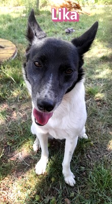 Lika, Laika - Hündin