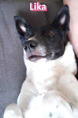 Lika, Laika - Hündin