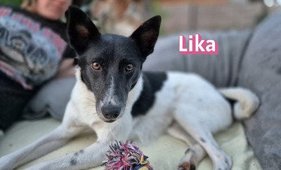 Lika, Laika - Hündin