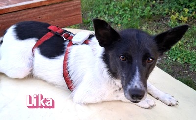 Lika, Laika - Terrier - Hündin