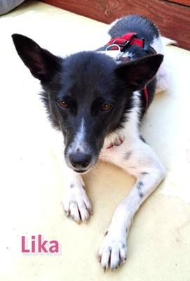 Lika, Laika - Terrier - Hündin