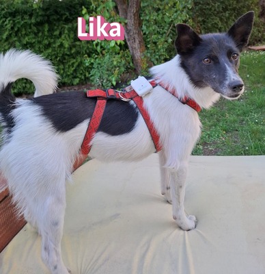 Lika, Laika - Terrier - Hündin