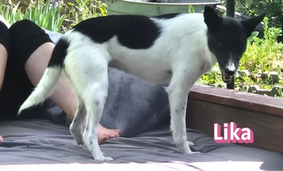 Lika, Laika - Terrier - Hündin