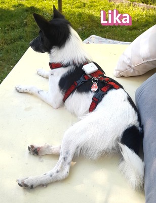 Lika, Laika - Terrier - Hündin