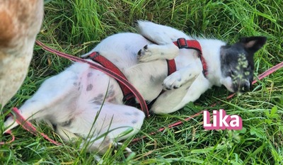 Lika, Laika - Terrier - Hündin