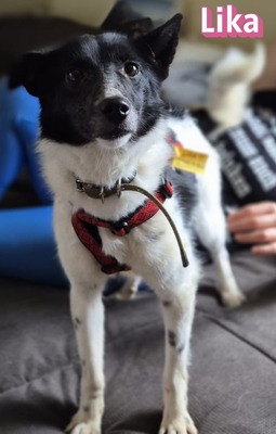 Lika, Laika - Terrier - Hündin