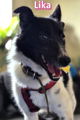 Lika, Laika - Terrier - Hündin