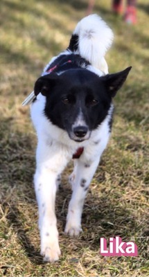 Lika, Laika - Terrier - Hündin