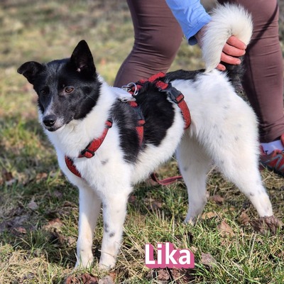 Lika, Laika - Terrier - Hündin