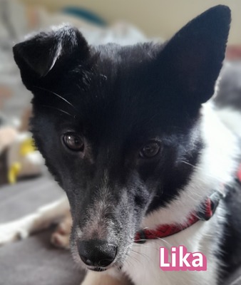 Lika, Mischling - Hündin