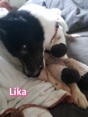 Lika, Mischling - Hündin