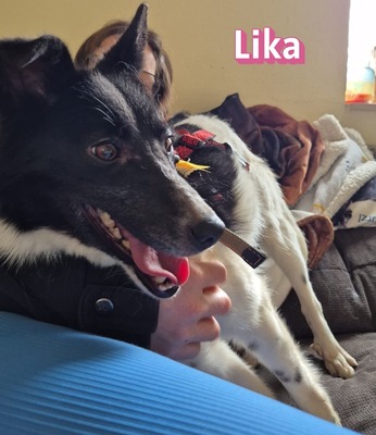 Lika, Mischling - Hündin