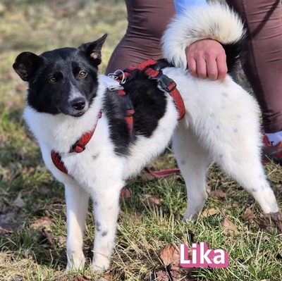 Lika, Mischling - Hündin