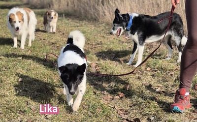 Lika, Mischling - Hündin