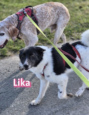 Lika, Mischling - Hündin