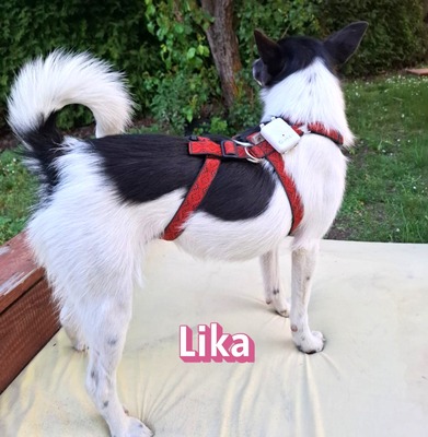 Lika, Mischling - Hündin