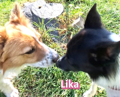 Lika, Mischling - Hündin