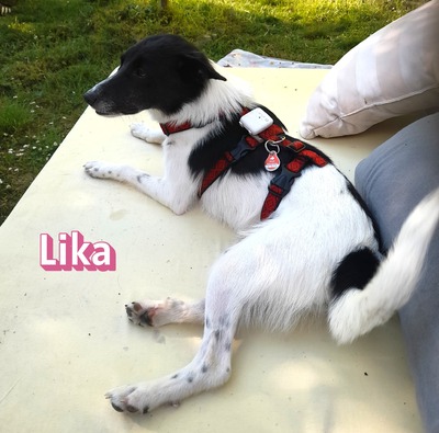 Lika, Mischling - Hündin