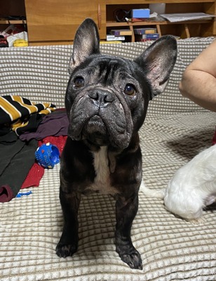 Liki, Franz. Bulldogge ( Mix ) - Rüde