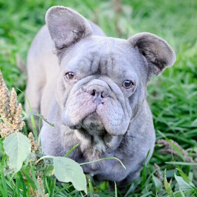💥Lila ist eine 7 Jahre alte Französische Bulldogghündin die ein liebevolles Zuhause sucht😊, Französische Bulldogge - Hündin