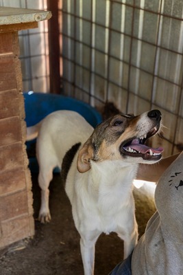 Lila – kleines Sonnenscheinchen mit großem Charme sucht ihre Menschen! ☀️🐾