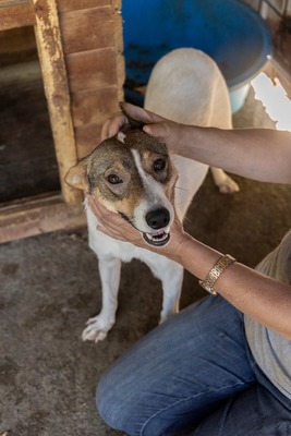 Lila – kleines Sonnenscheinchen mit großem Charme sucht ihre Menschen! ☀️🐾, Mischling - Hündin