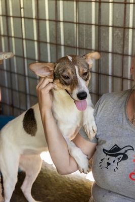 Lila – kleines Sonnenscheinchen mit großem Charme sucht ihre Menschen! ☀️🐾, Mischling - Hündin